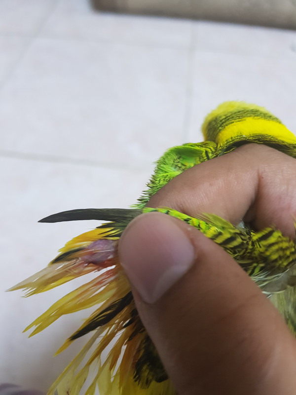 صورة