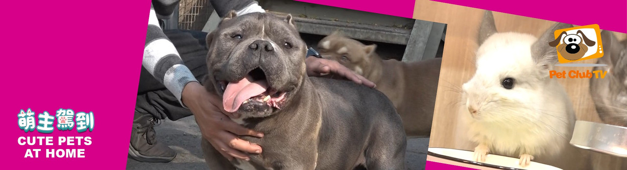 寵物頻道 2026年1月推薦節目