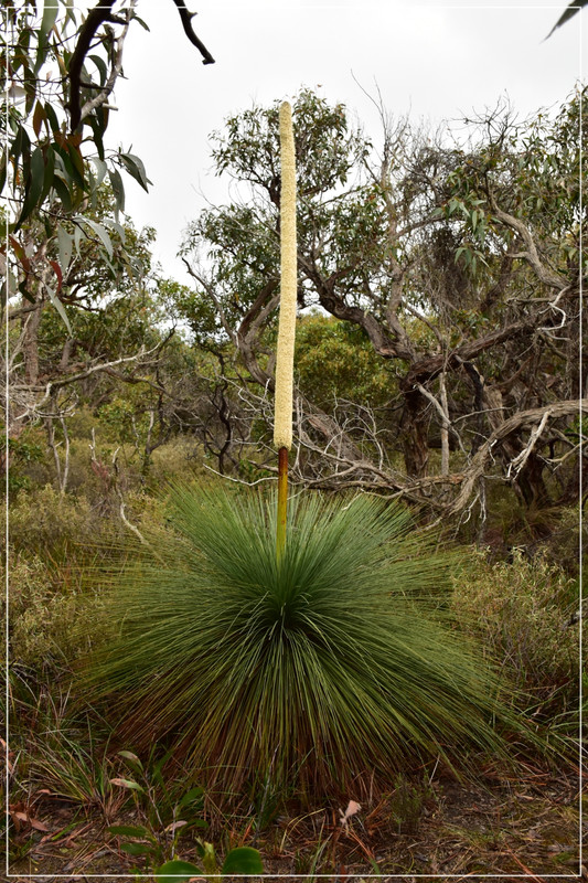 Great Ocean Road - Australia (I): toma de contacto (4)