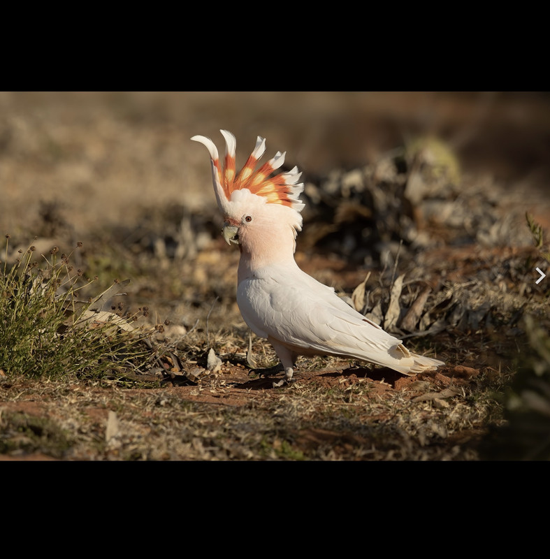 1A52DC70-BA9C-495A-AA45-1060A680DECB