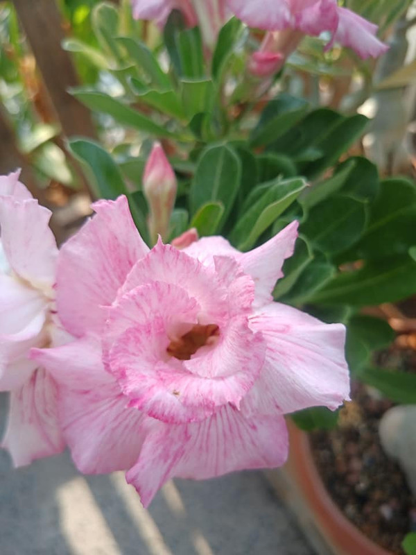 275091747_1588188138229852_7933199914377798736_n