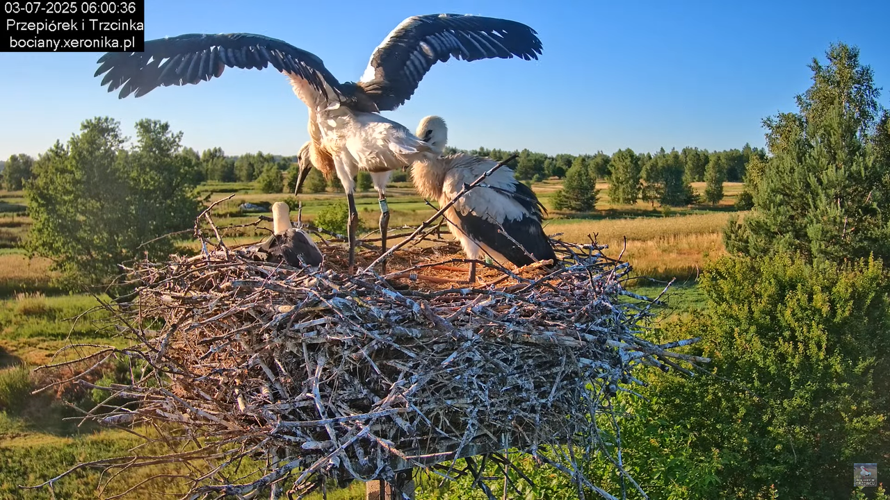 03072025bociany9