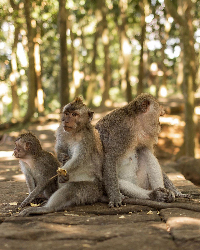 Kera di kawasan Monkey Forest Ubud.