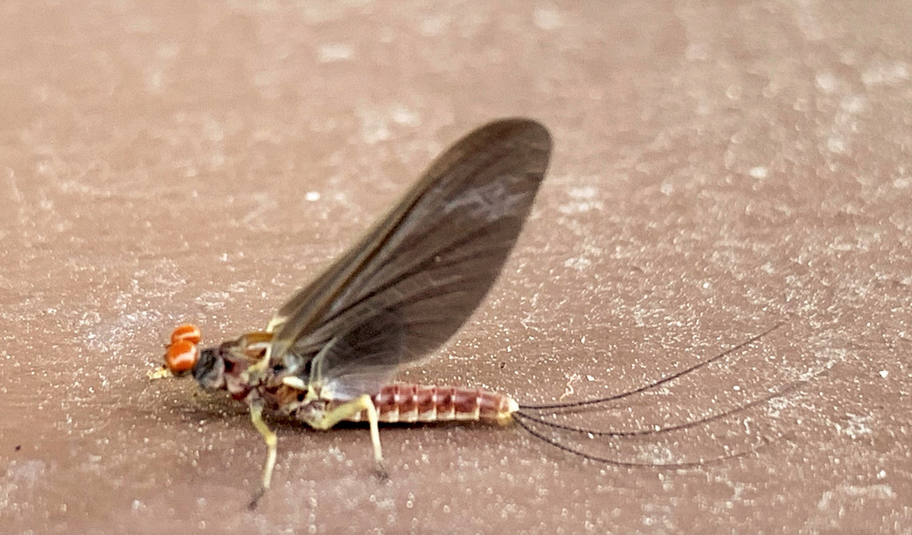 Dark Tan Hendrickson 16, EBD 042621 (2)