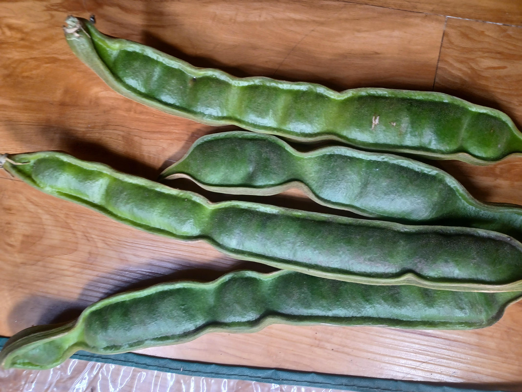 Unknown species of ice cream bean