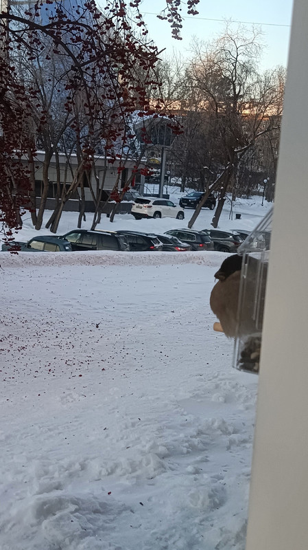 сн