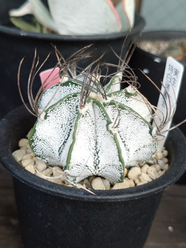 Cacti-Unedited-3.jpg