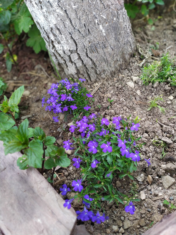 IMG_20210605_123343