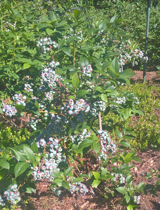 darrow na slońcu 20240611