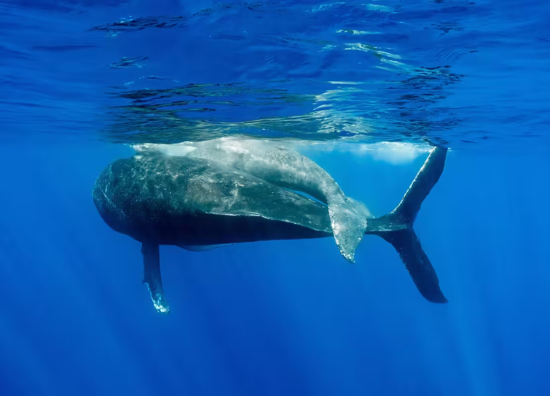 3humpback-whales-1