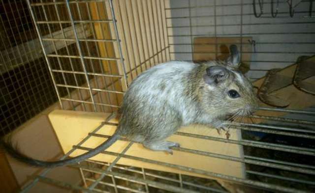 244906076_5_644x461_2-pyatnistye-malchishki-degu