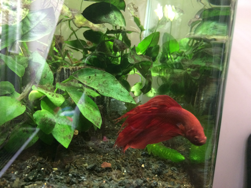 EAC5ACB5-5DCC-4880-A0E6-9A4E46552D7E