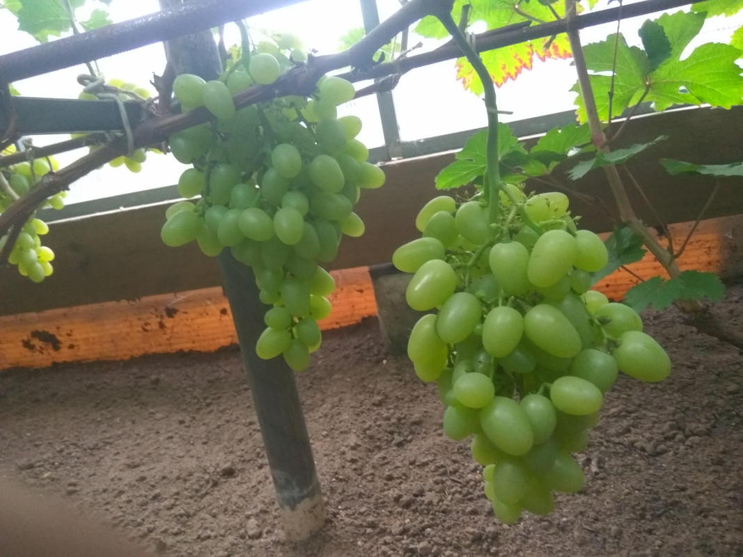 Сеянец Волкова В.А. 10-3-76 фото от 22.08.2018..