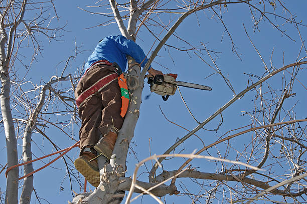 Tree Stump Removal Bay Area