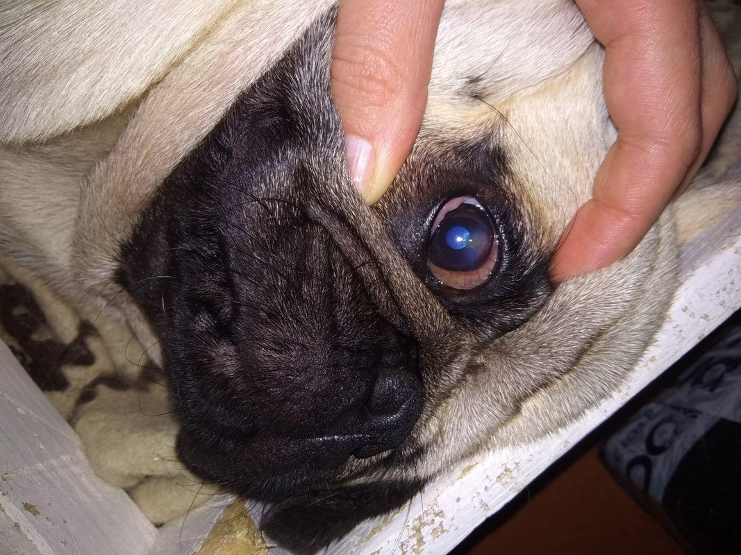 Следите за гигиеной глаз