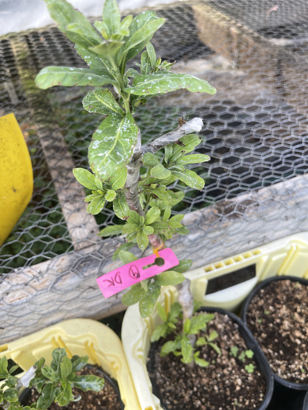 0D9D0CD8-6AF4-45B8-8B7B-7C88E5C3DCDE