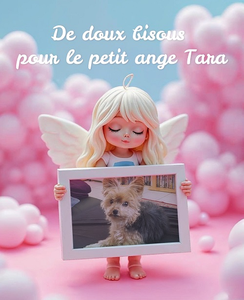 pixiz 02 12 2025 02 57 14