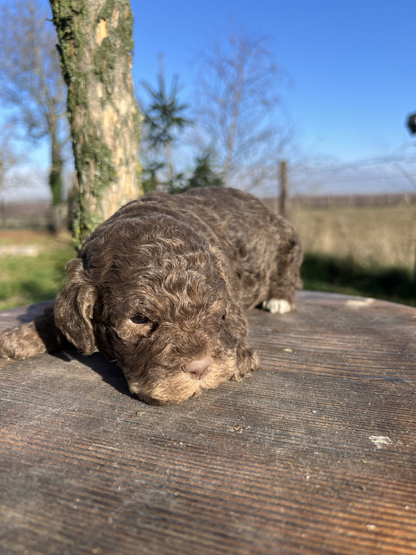 Lagotto Romagnolo female puppy – Litter F 2025 – tricolour with white chest and paws – photo 2, 21 days old
