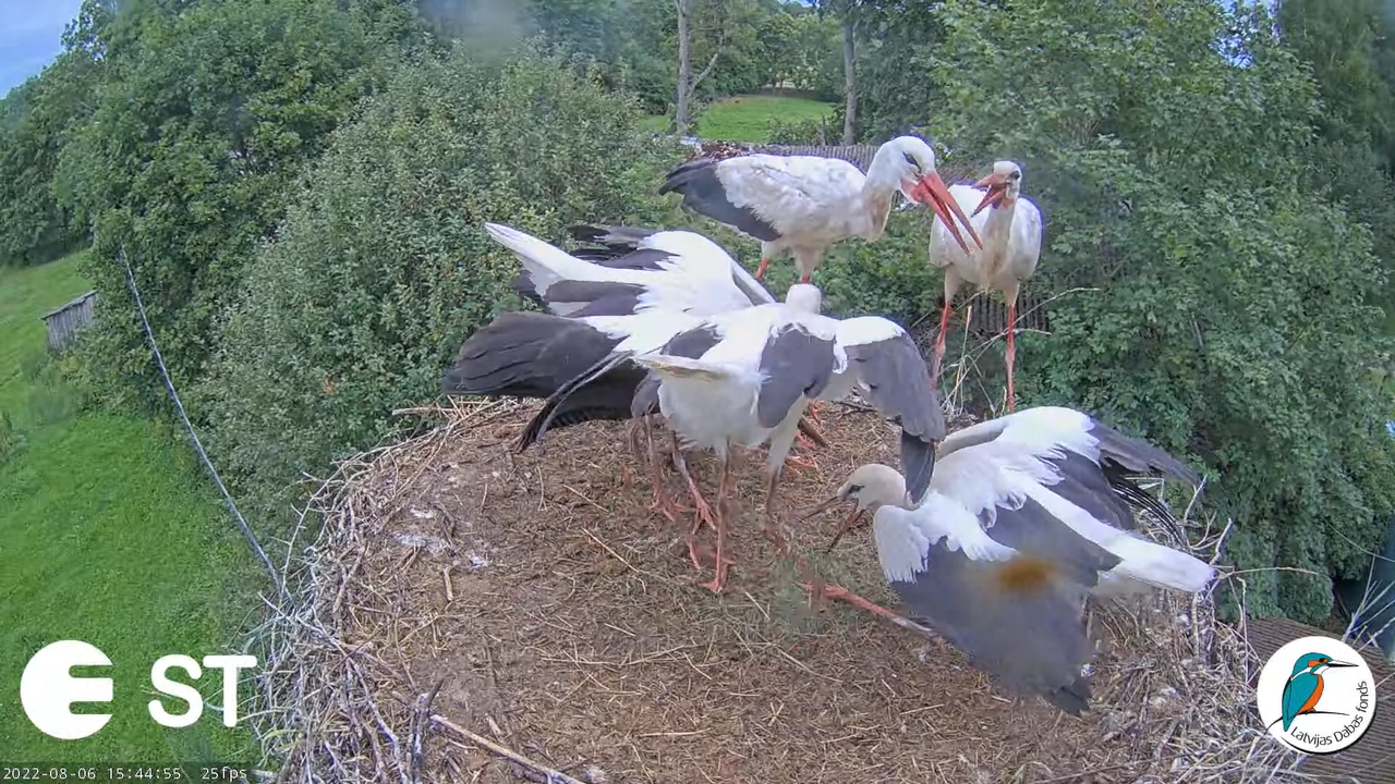 Baltie stārķi (Ciconia ciconia) Tukuma novadā - LDF tiešraide __ White storks in Tukums, Latvia 17-4