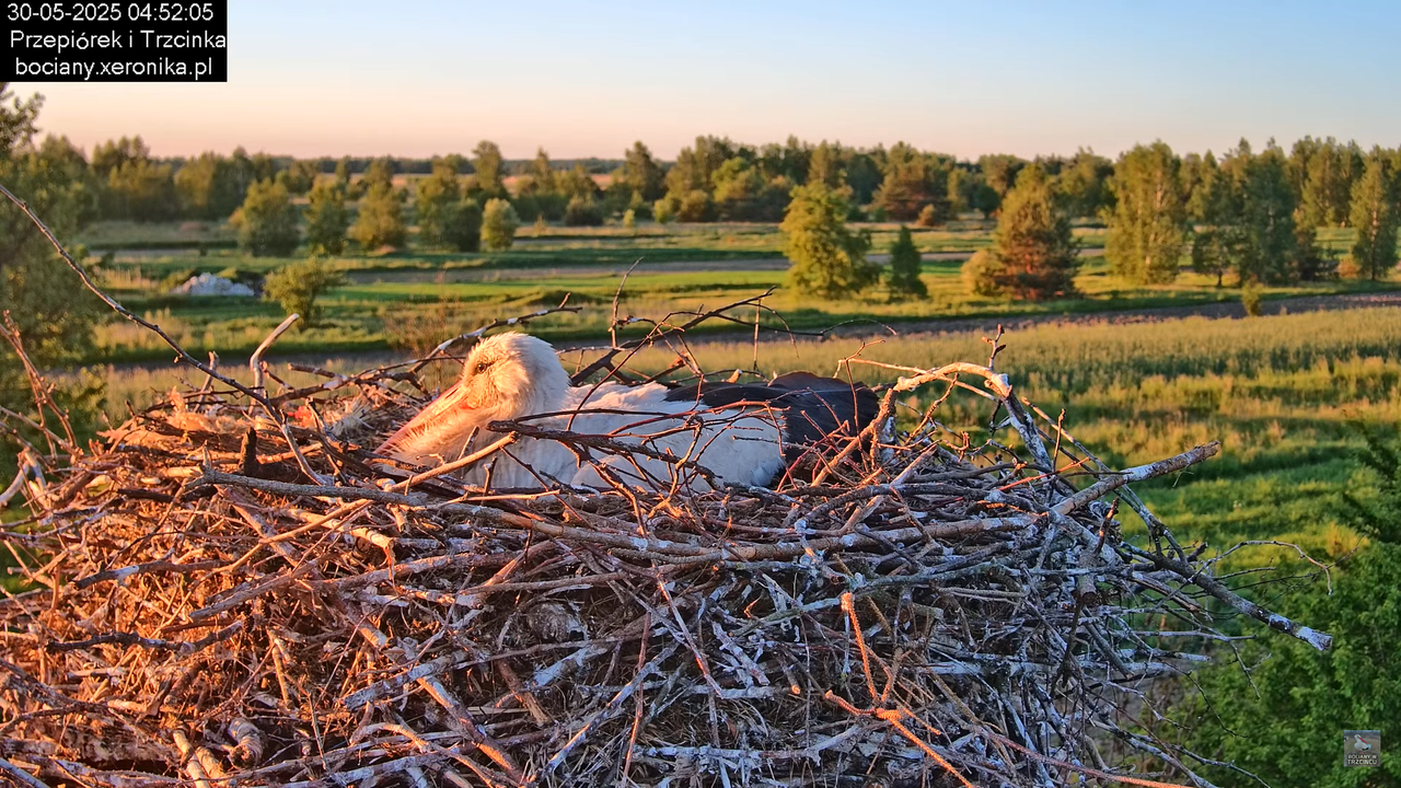 30052025bociany3