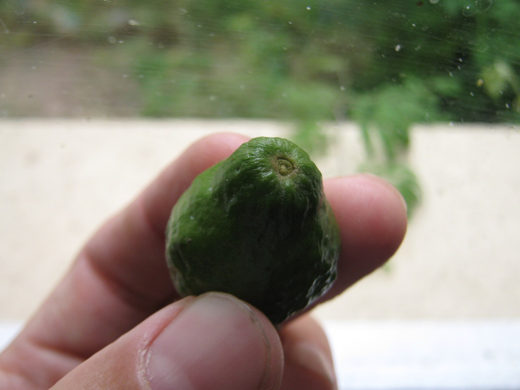 psidium_australe_2_20160319T102853