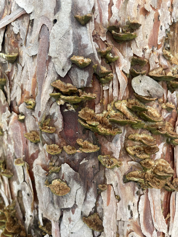 A close-up photo of what seems like little mushrooms/spores on a tree trunk.