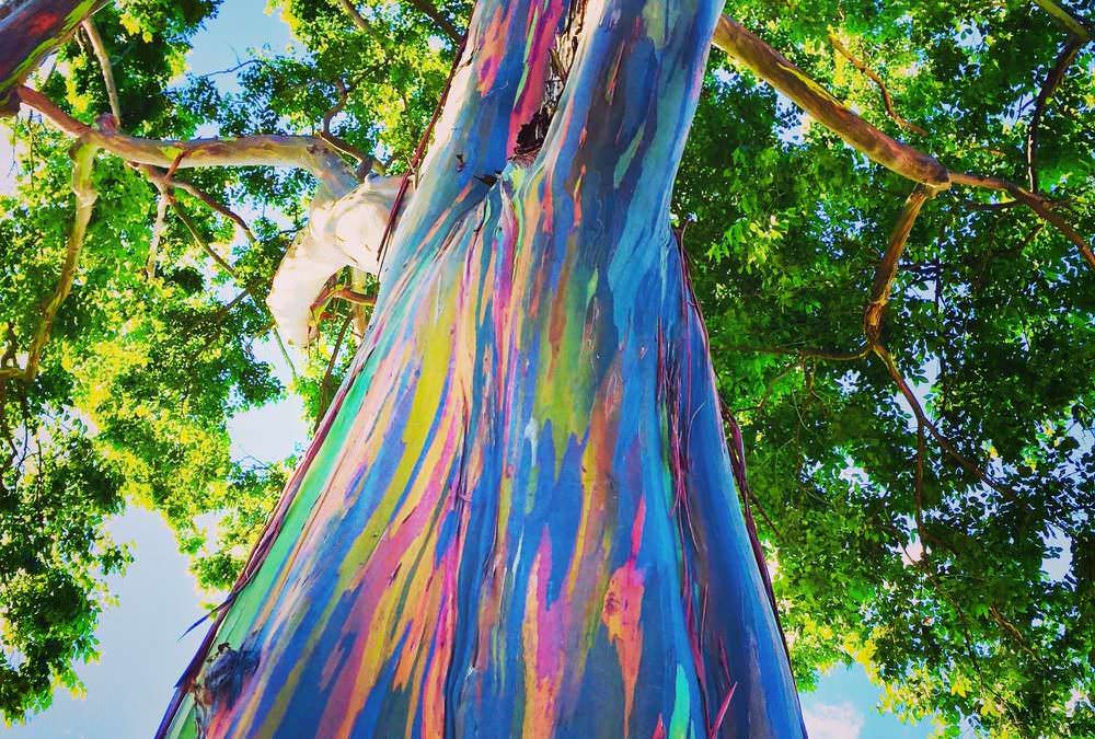 eucalipto-arcobaleno-l-albero-multicolore-curativo