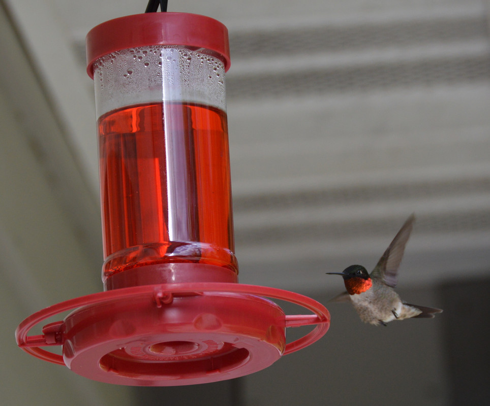 2021-5-6 Hummingbirds In Flight (1)