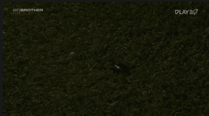 sfae.gif