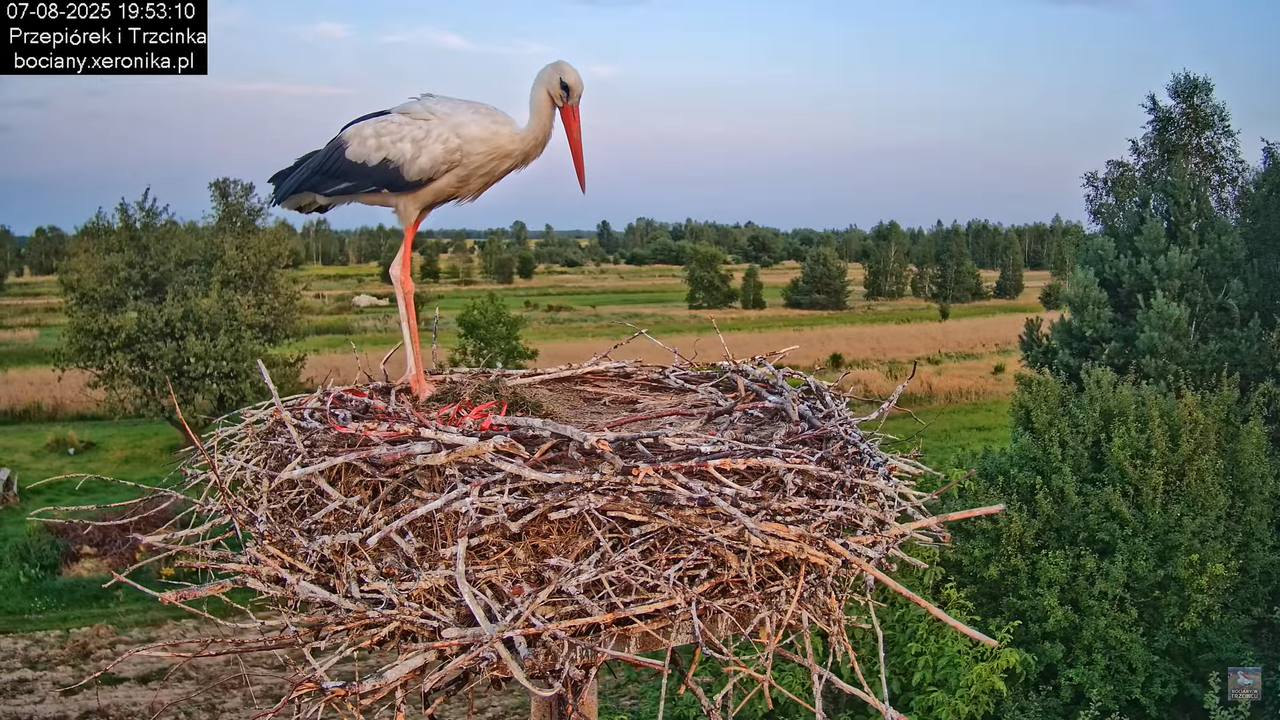 07082025bociany27