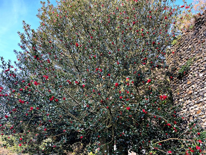 winter-holly-tree-2-HD.jpg