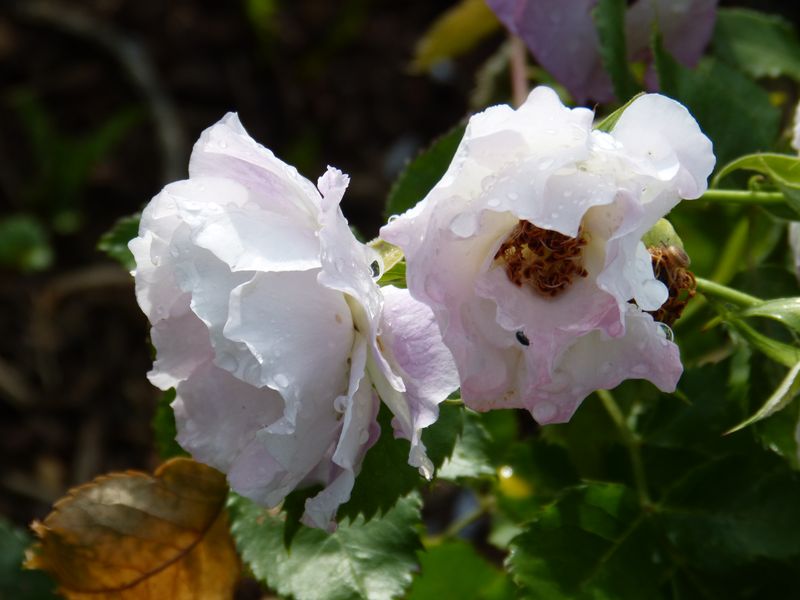 2014-06-11 Rose 'Blue for You'