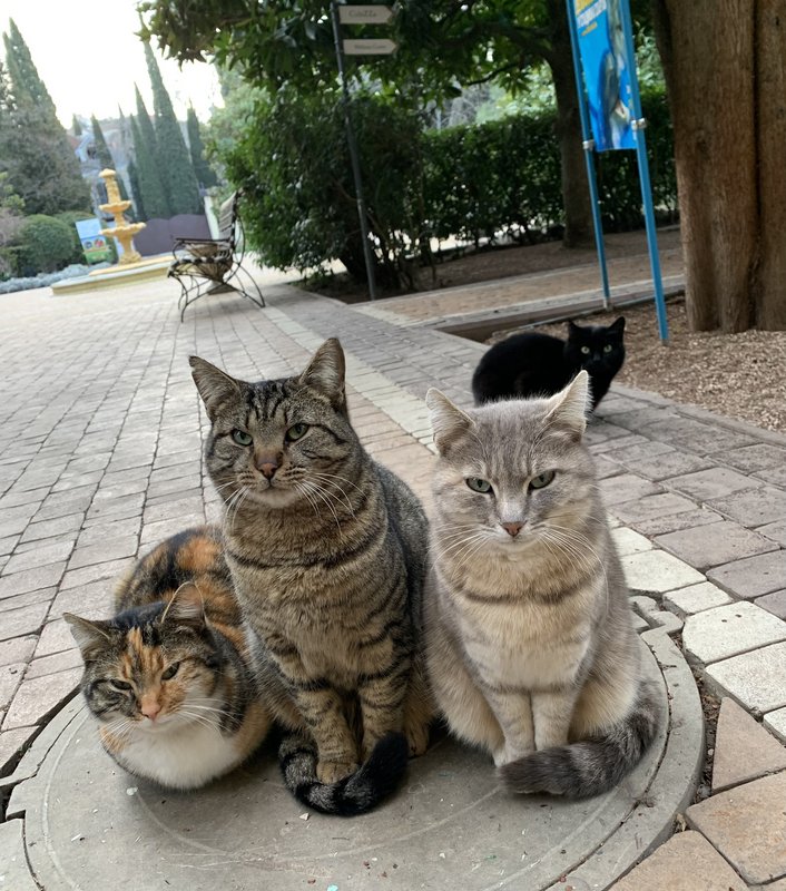 Эти забавные животные