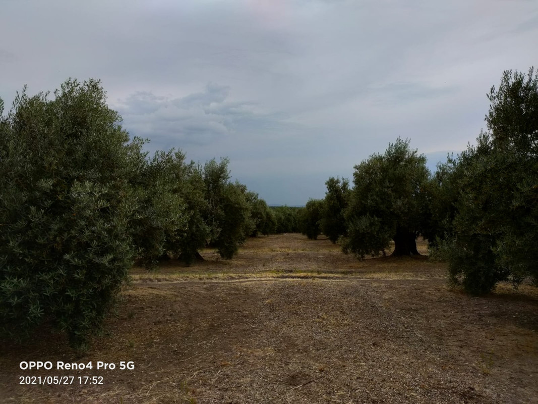 Seguimiento evolutivo finca de secano en Jaén - Página 3 PHOTO-2021-05-27-18-17-42