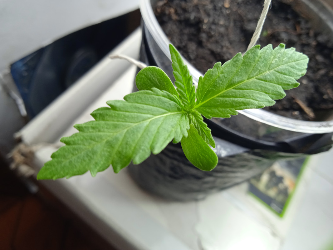 IMG_20210603_184451_1