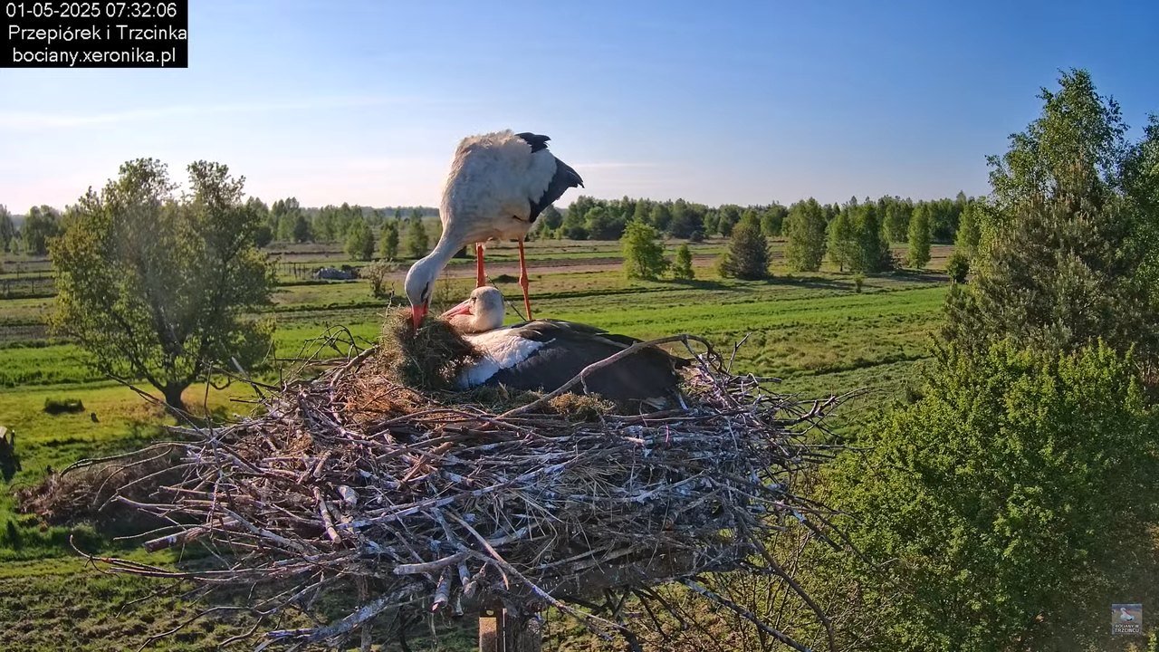 01052025bociany5