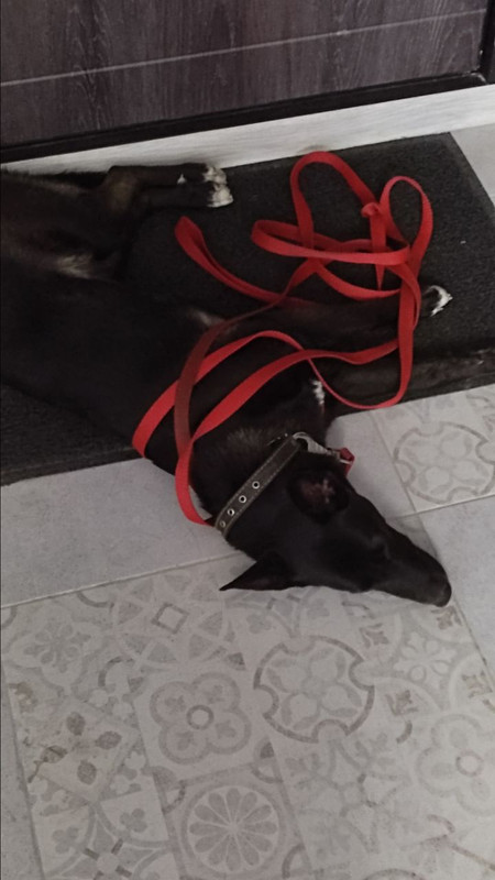 Буба усталость