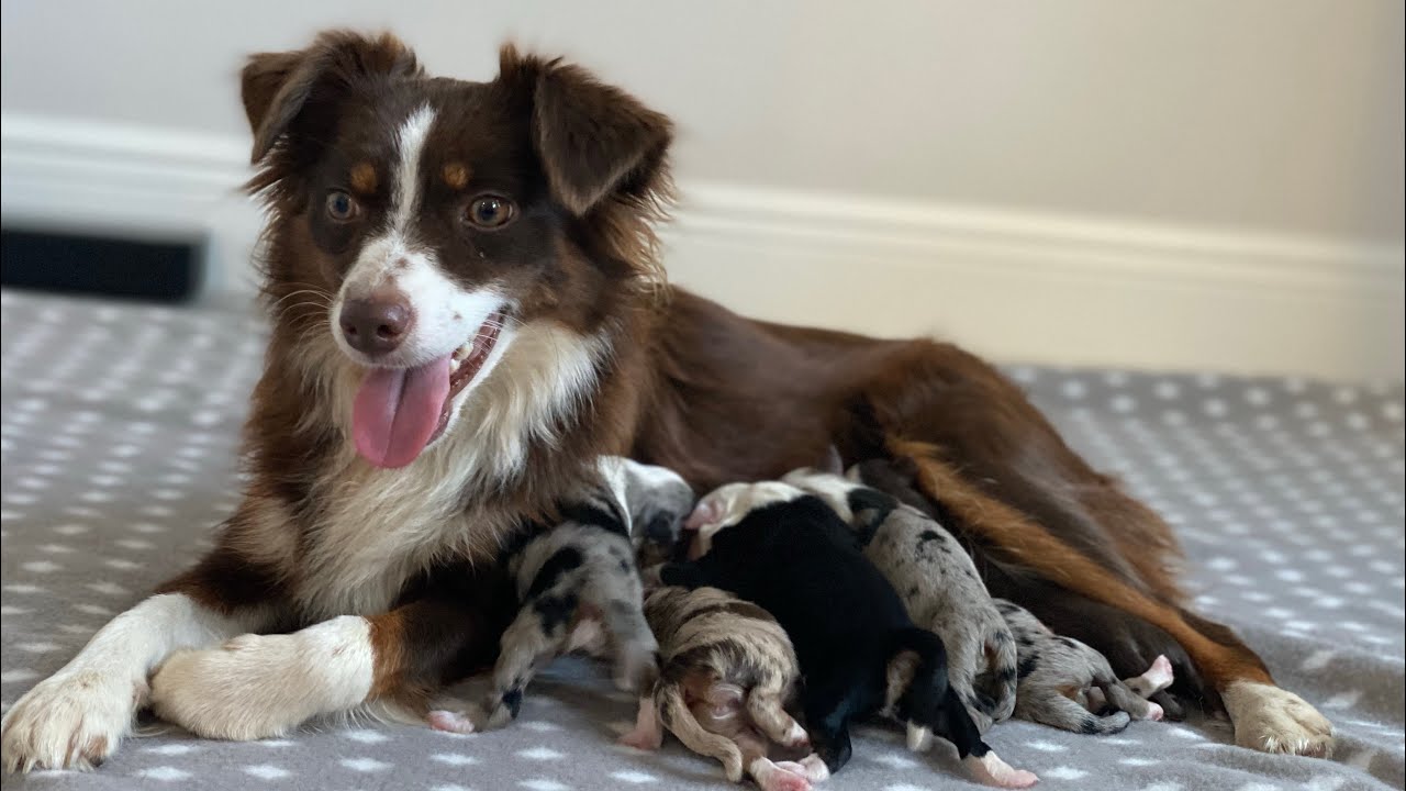 Miniature AustralianShepherdsPuppiesBoxy