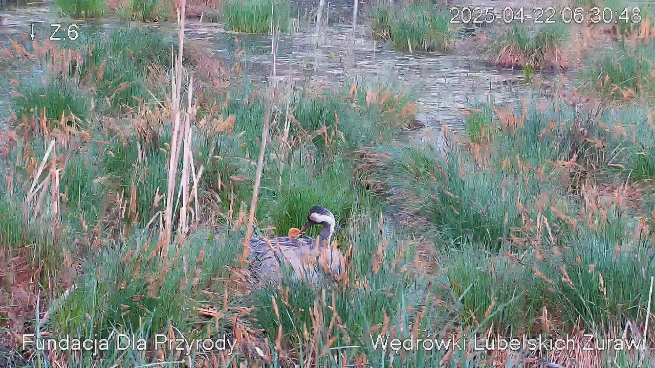Kamera na żywo gniazdo żurawia, okolice Poleskiego PN. Live cam nesting common crane, Polesie Poland