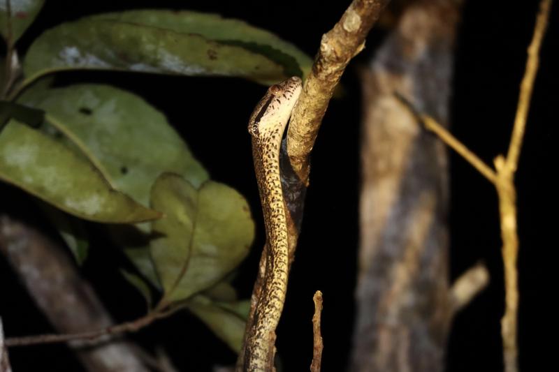 Borneo (P.N. Tanjung Puting) - Singapur e Indonesia 2018 (20)