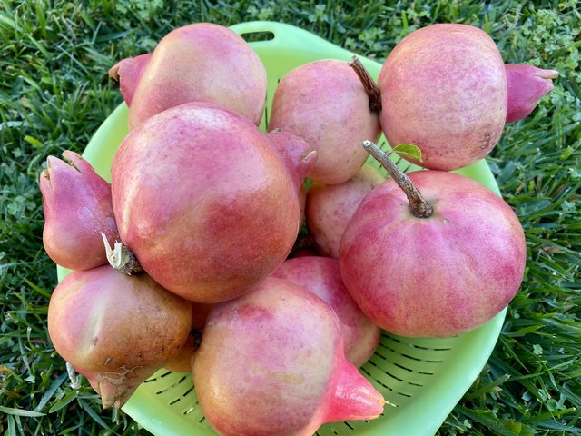 [Image: 835-F231-E-EE00-42-F5-B028-38-C801398-E5-F.jpg]