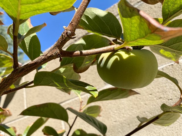 [Image: 48-EDE402-E1-D7-4-A15-90-FA-F74-F97-B22-E87.jpg]