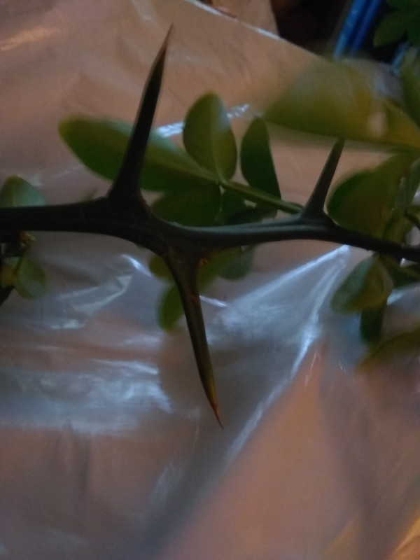 trifoliata thorns
