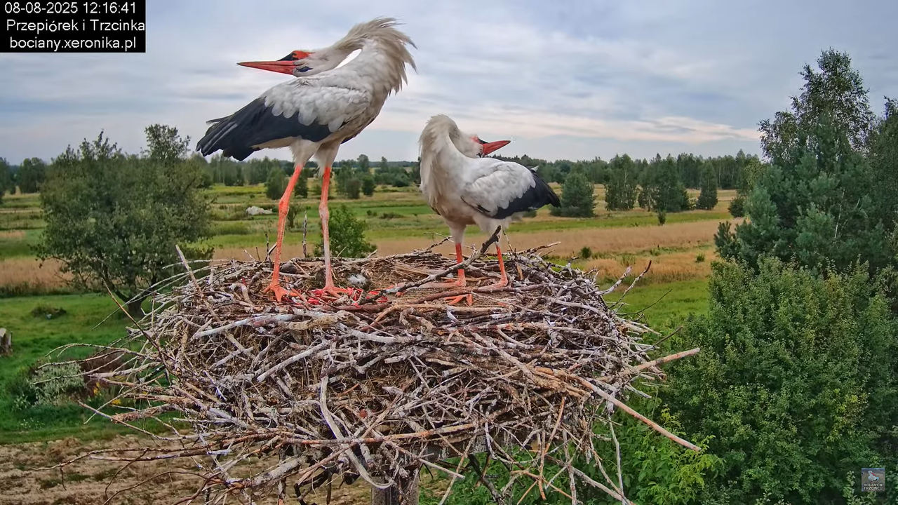 08082025bociany14