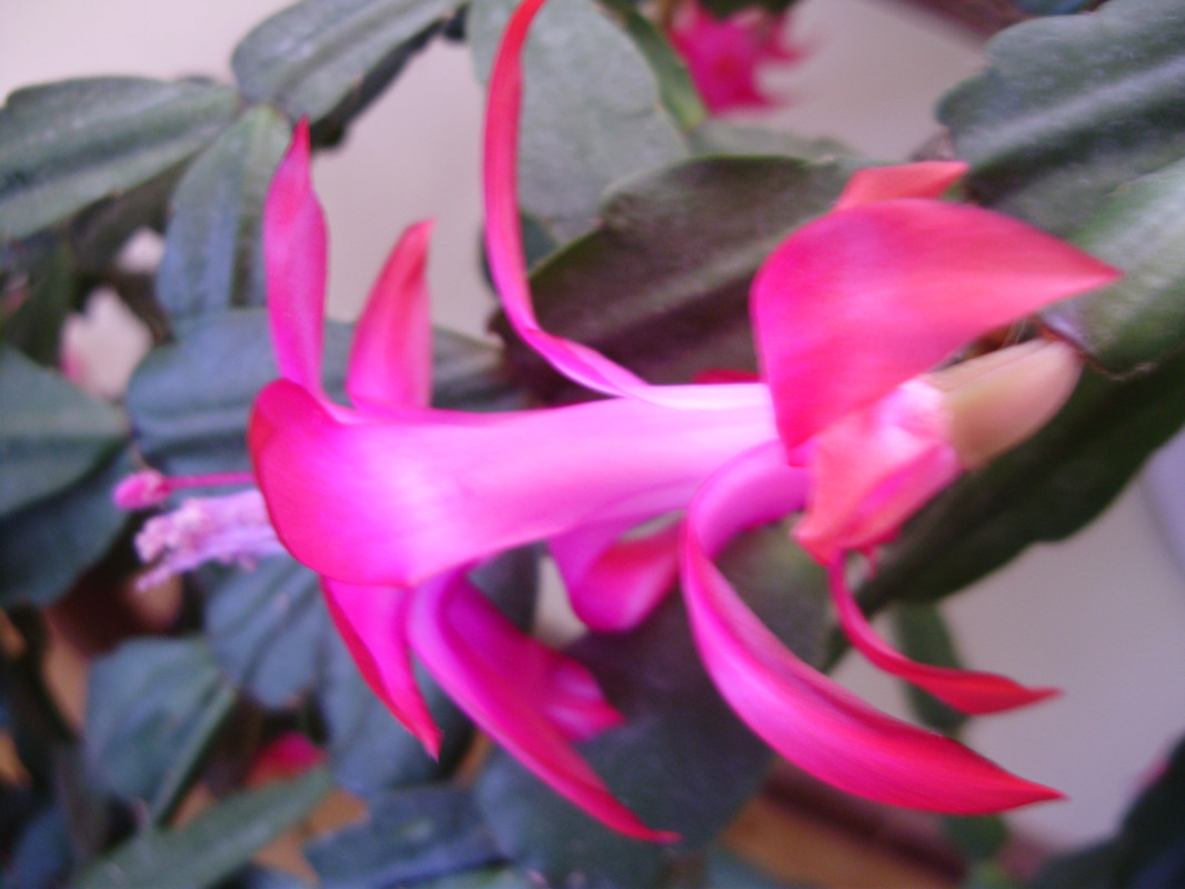 Karácsonyi kaktusz 006