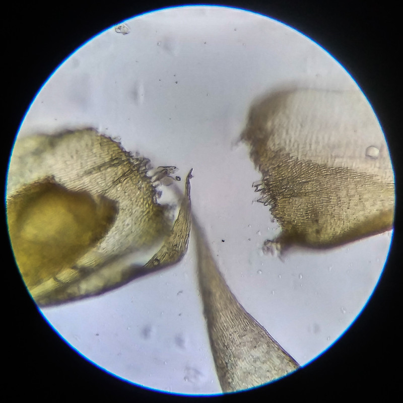 IMG 20250614 203806 HDR