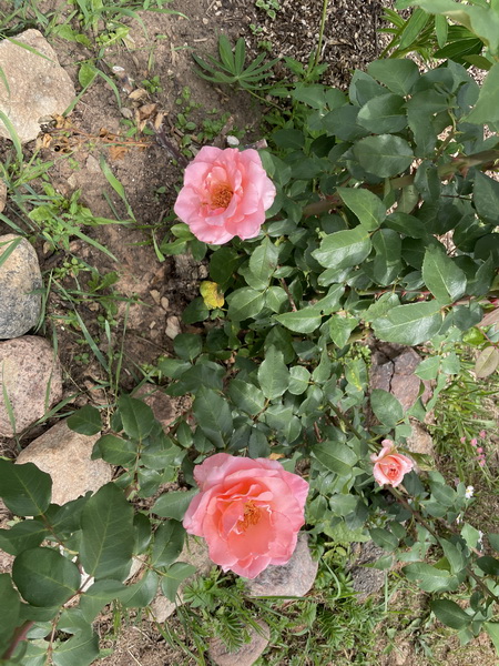 https://i.postimg.cc/SxHM9wnd/IMG-5328.jpg