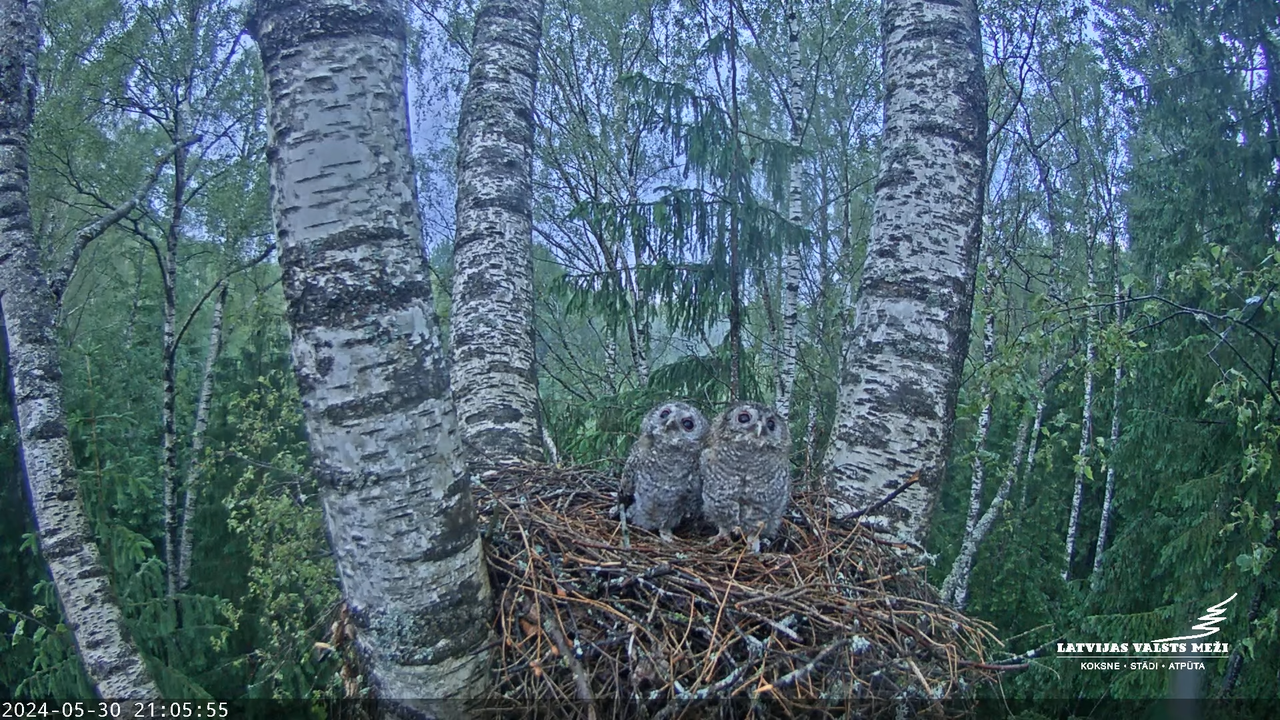 LVM Mazais ērglis Aizkuja, bērzs - Lesser Spotted Eagle 11-25-54 screenshot