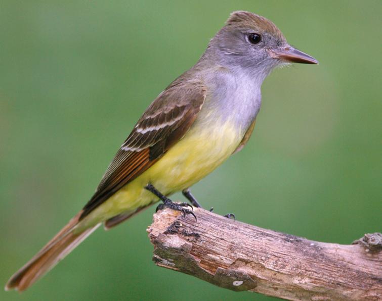 Great Crested Flycatcher