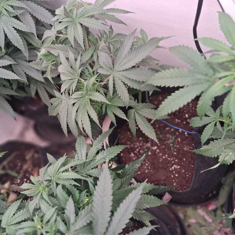 Whats App Image 2026 01 05 at 12 37 52 (1)